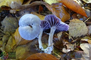 laccaria amethystea (2) (1000 x 668).jpg_product_product_product_product_product_product